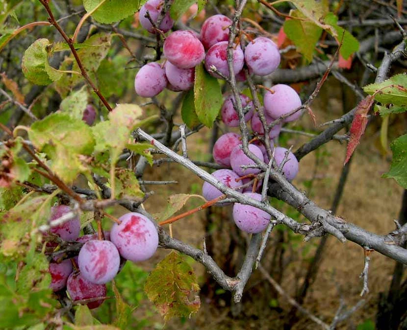 American Plum Tree Live Plant, 12-24" Tall, Quart Pot, Prunus americana, Outdoor - Image 1