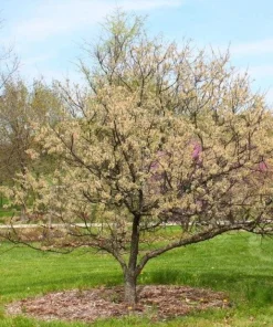American Plum Tree Live Plant – Prunus americana – 12-24