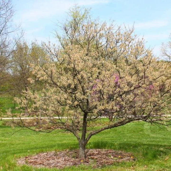 American Plum Tree Live Plant – Prunus americana – 12-24" Tall – Quart Pot – Outdoor - Image 6