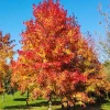 American Sweetgum Tree Live Plant – 12-24 Inch Tall – Quart Pot – Bare Root - Image 1