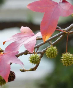 American Sweetgum Tree Live Plant – 12-24 Inch Tall – Quart Pot – Bare Root - Image 4