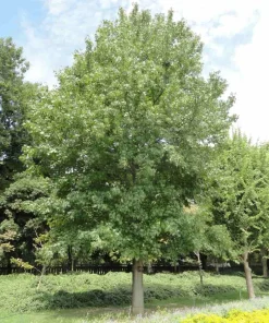 American Sweetgum Tree Live Plant – 12-24 Inch Tall – Quart Pot – Bare Root - Image 7