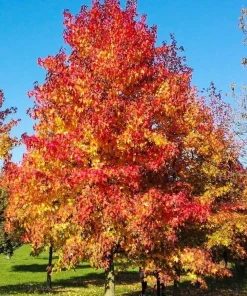 American Sweetgum Tree Live Plant - Liquidambar styraciflua - 5 Plants, 12-24