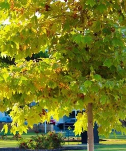 American Sycamore Tree Live Plant - 5 Pack, 12-24