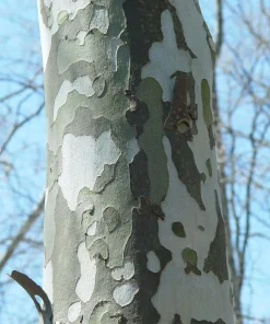 American Sycamore Tree Live Plant - 5 Pack, 12-24