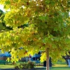 American Sycamore Tree Live Plant - 5 Pack, 12-24" Tall, Quart Pot, Outdoor - Image 1