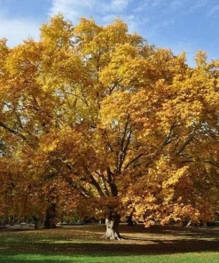 American Sycamore Tree Live Plant - Platanus occidentalis - 12-24" Starter - Image 2