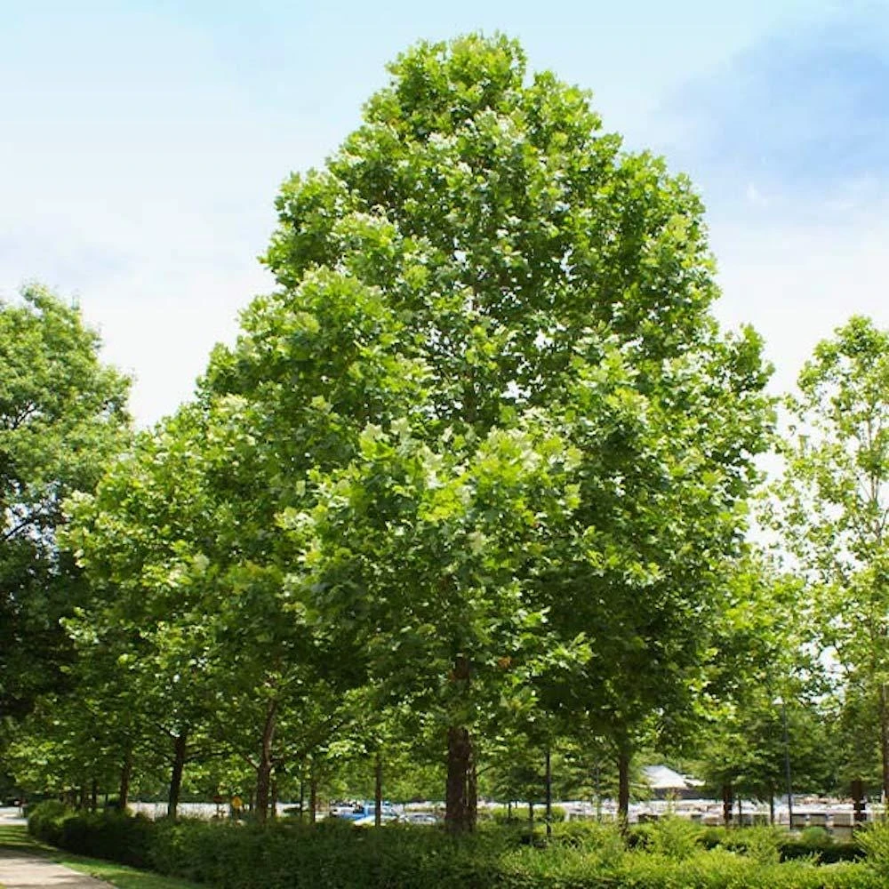 American Sycamore Tree Live Plant – Platanus occidentalis – 12-24" Tall Bare Root Starter - Image 3