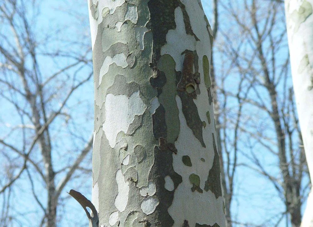 American Sycamore Tree Live Plant – Platanus occidentalis – 12-24" Tall Bare Root Starter - Image 4