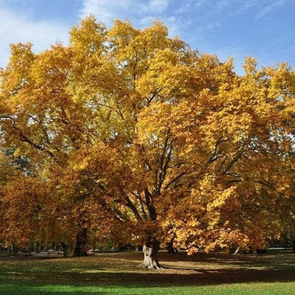 American Sycamore Tree Live Plant – Platanus occidentalis – 12-24" Tall Bare Root Starter - Image 6