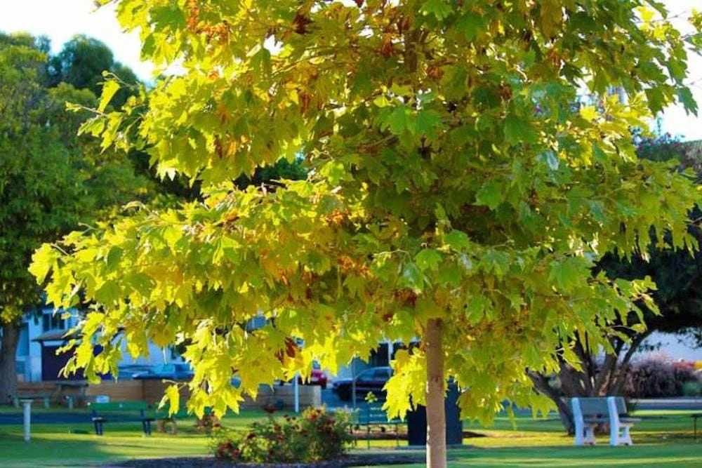 American Sycamore Tree Live Plant - Platanus occidentalis - 12-24" Starter - Image 1