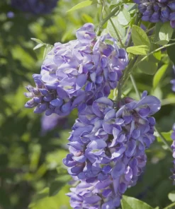 Amethyst Falls Wisteria Live Plant – 10 Pack, 12-14in Starter Vine – Fragrant Purple Flowers, Zones 5-9 - Image 2