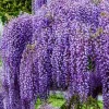 Amethyst Falls Wisteria Live Plant – 10 Pack, 12-14in Starter Vine – Fragrant Purple Flowers, Zones 5-9 - Image 1