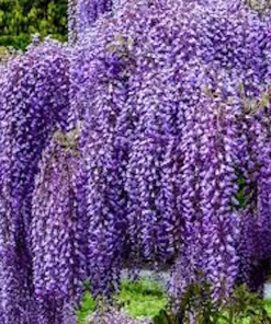 Amethyst Falls Wisteria Live Plant – 10 Pack, 12-14in Starter Vine – Fragrant Purple Flowers, Zones 5-9 - Image 1