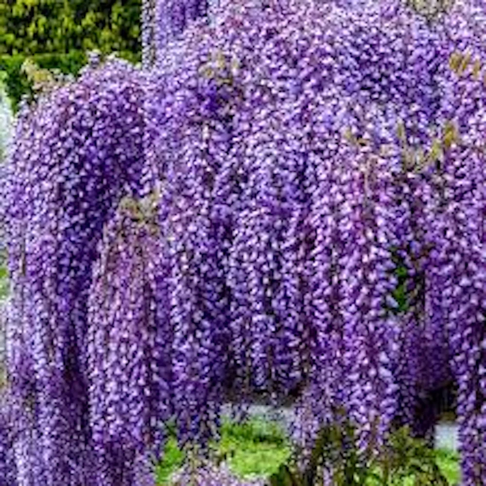 Amethyst Falls Wisteria Live Plant - 3 Pack 12-14in Starter Vine Quart Pot - Image 1