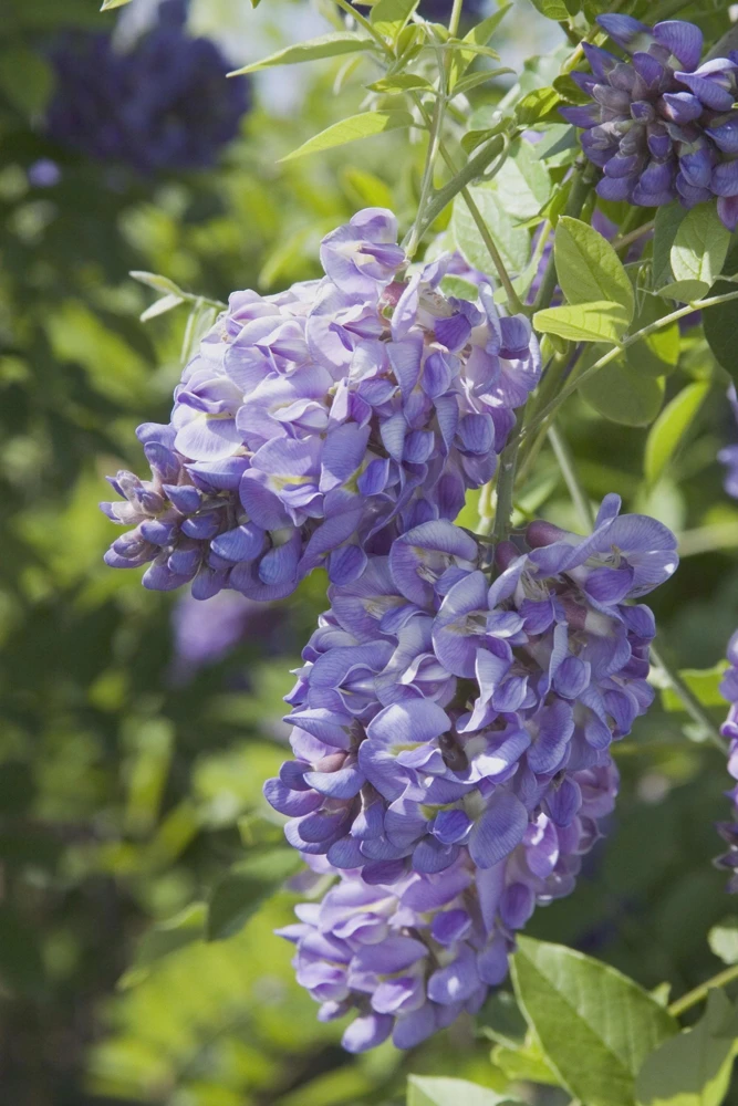 Amethyst Falls Wisteria Vine Live Plant - 12-14in (Quart Pot) Starter Plant - Image 2