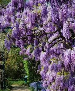 Amethyst Falls Wisteria Vine Live Plant - 12-14in (Quart Pot) Starter Plant - Image 3