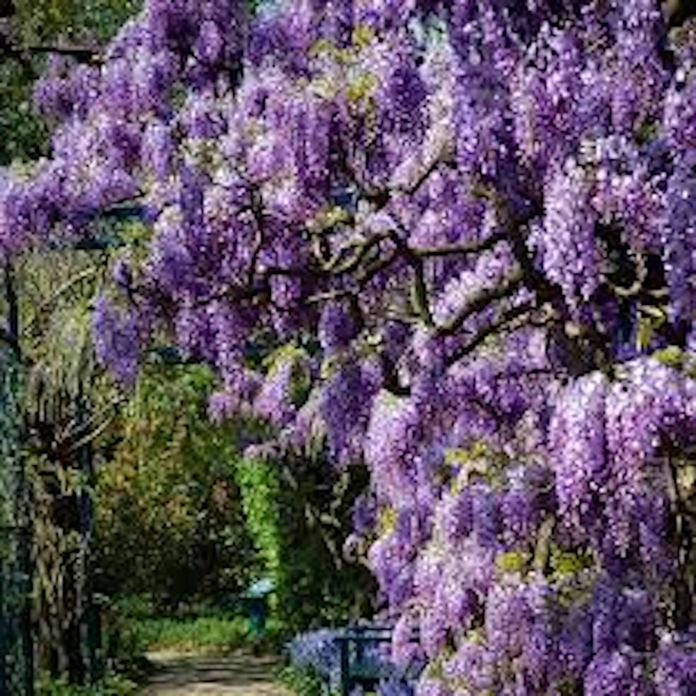 Amethyst Falls Wisteria Vine Live Plant - 12-14in (Quart Pot) Starter Plant - Image 3