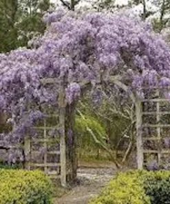 Amethyst Falls Wisteria Vine Live Plant - 12-14in (Quart Pot) Starter Plant - Image 4