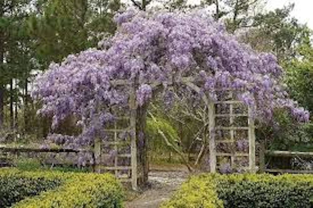 Amethyst Falls Wisteria Vine Live Plant - 12-14in (Quart Pot) Starter Plant - Image 4