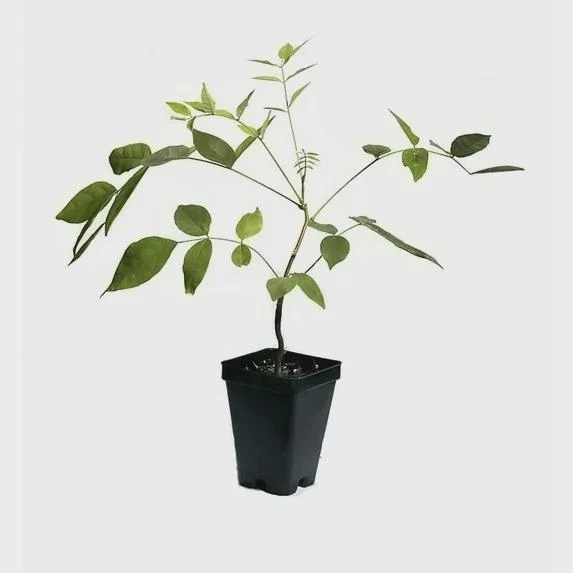 Amethyst Falls Wisteria Vine Live Plant - 12-14in (Quart Pot) Starter Plant - Image 5