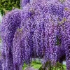 Amethyst Falls Wisteria Vine Live Plant - 12-14in (Quart Pot) Starter Plant - Image 1