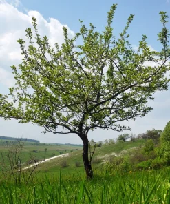 Antonovka Apple Tree Live Plant - Edible Fruit, Cold Hardy, Zones 3-8 - Image 2