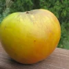 Antonovka Apple Tree Live Plant - Edible Fruit, Cold Hardy, Zones 3-8 - Image 1