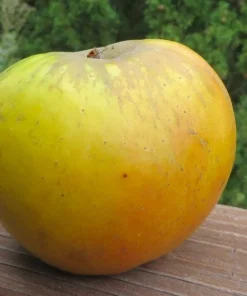 Antonovka Apple Tree Live Plant - Edible Fruit, Cold Hardy, Zones 3-8 - Image 1