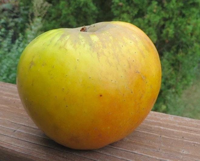Antonovka Apple Tree Live Plant - Edible Fruit, Cold Hardy, Zones 3-8 - Image 1
