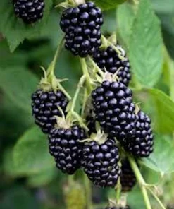 Apache Thornless Blackberry Live Plant – Bare Root Starter – 5 Pack – Outdoor - Image 2