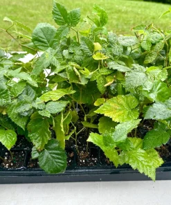 Apache Thornless Blackberry Live Plant – Bare Root Starter – 5 Pack – Outdoor - Image 3