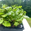 Apache Thornless Blackberry Live Plant – Bare Root Starter – 5 Pack – Outdoor - Image 1