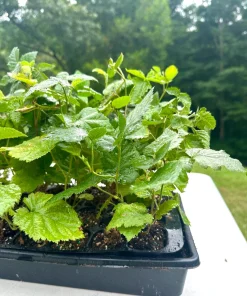Apache Thornless Blackberry Live Plant – Bare Root Starter – 5 Pack – Outdoor - Image 1