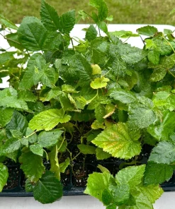 Apache Thornless Blackberry Live Plant – Bare Root Starter – 5 Pack – Outdoor - Image 7