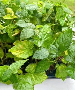 Apache Thornless Blackberry Live Plant – Bare Root Starter – 5 Pack – Outdoor - Image 9