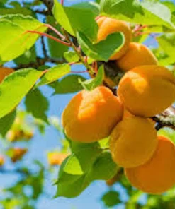 Apricot Tree Live Plant Prunus armeniaca Fruit Starter 12-24in Tall - Image 2