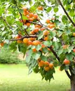 Apricot Tree Live Plant Prunus armeniaca Fruit Starter 12-24in Tall - Image 3
