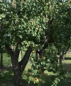 Apricot Tree Live Plant Prunus armeniaca Fruit Starter 12-24in Tall - Image 4
