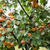 Apricot Tree Live Plant Prunus armeniaca Fruit Starter 12-24in Tall - Image 1