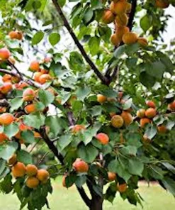 Apricot Tree Live Plant Prunus armeniaca Fruit Starter 12-24in Tall - Image 1
