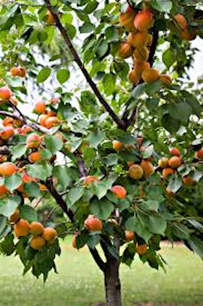 Apricot Tree Live Plant Prunus armeniaca Fruit Starter 12-24in Tall - Image 1