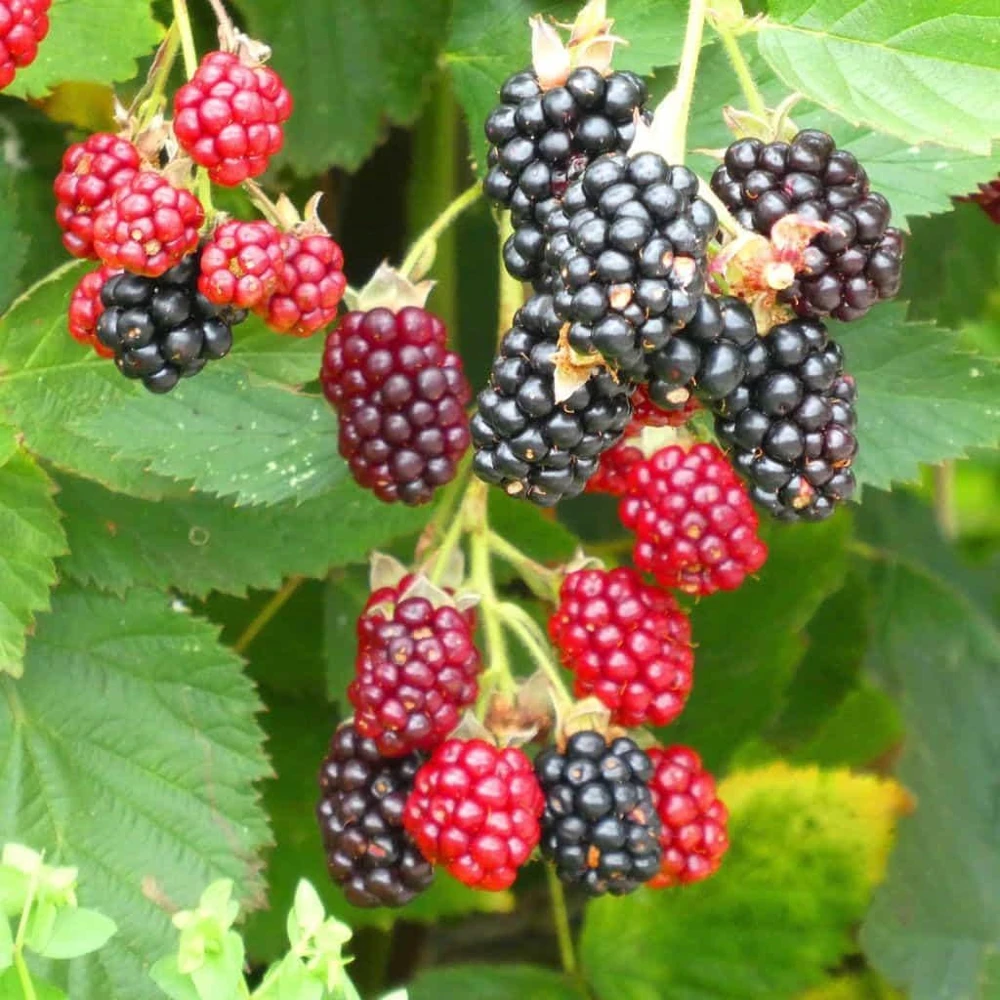 Arapaho Thornless Blackberry Live Plant - 1 Starter Plug - Rubus fruticosus - USDA Zones 4-9 - Image 1