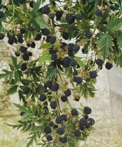 Arapaho Thornless Blackberry Starter Plug - Rubus fruticosus Live Plant - Image 2