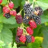 Arapaho Thornless Blackberry Starter Plug - Rubus fruticosus Live Plant - Image 1