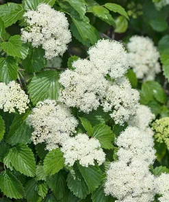 Arrowwood Viburnum Shrub - 3 Bare Root Starter Plants - Deciduous - Image 5