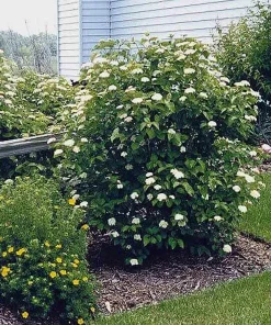 Arrowwood Viburnum Shrub - 3 Bare Root Starter Plants - Deciduous - Image 7
