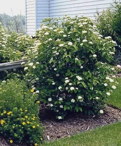 Arrowwood Viburnum Shrub Live Plant - Quart Pot Starter Plant - Image 3