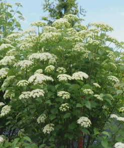 Arrowwood Viburnum Shrub Live Plant - Quart Pot Starter Plant - Image 4