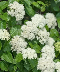 Arrowwood Viburnum Shrub Live Plant - Quart Pot Starter Plant - Image 5